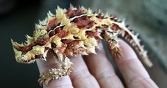 Moloch horridus