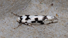 Lichenaula calligrapha