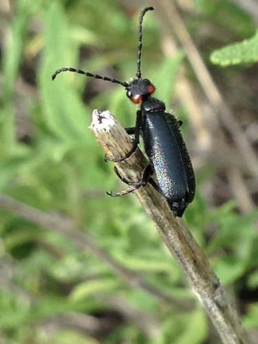 Red-eared Blister Beetle