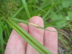 Bactra noteraula