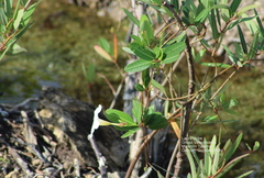 Rhabdadenia biflora