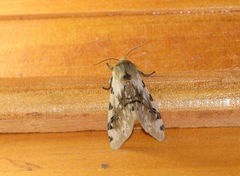 Hypercompe nemophila