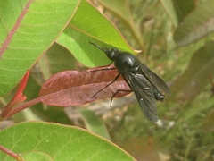 Thevenetimyia notata