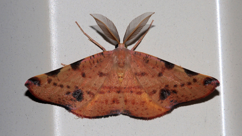 Small Twisted-Moth