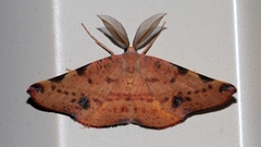 Onycodes traumataria