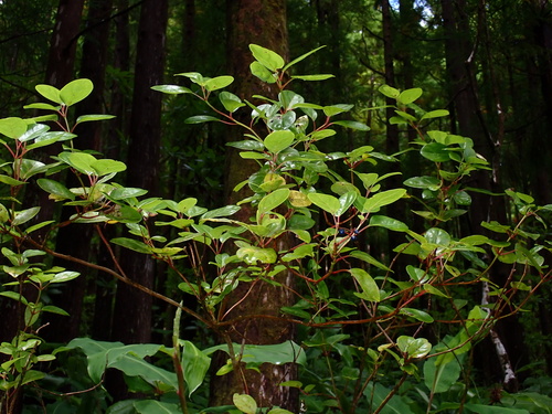 Azorean Laurustinus