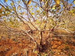 Ficus auriculata