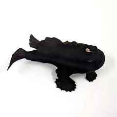 Longlure Frogfish photo 4