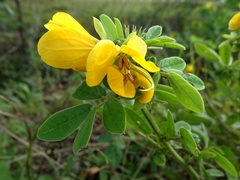 Senna cobanensis