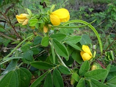 Senna cobanensis