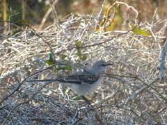Mimus polyglottos image