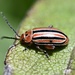 Disonycha punctigera - Photo (c) Iain Walker, μερικά δικαιώματα διατηρούνται (CC BY-NC), uploaded by Iain Walker