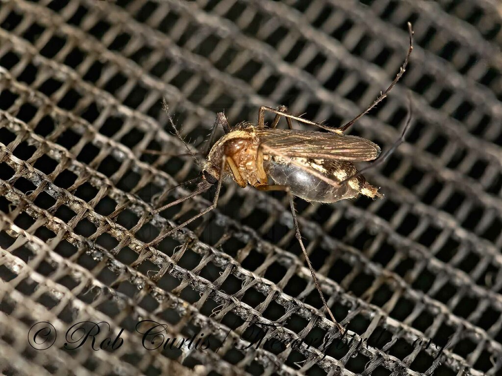 Aedes atlanticus from FM 420, Kountze, TX 77625 on June 16, 2021 at 07: ...