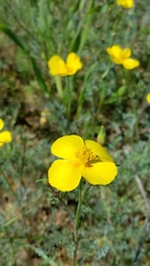 Eschscholzia ramosa