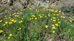 Eschscholzia ramosa