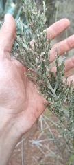 Genista canariensis image