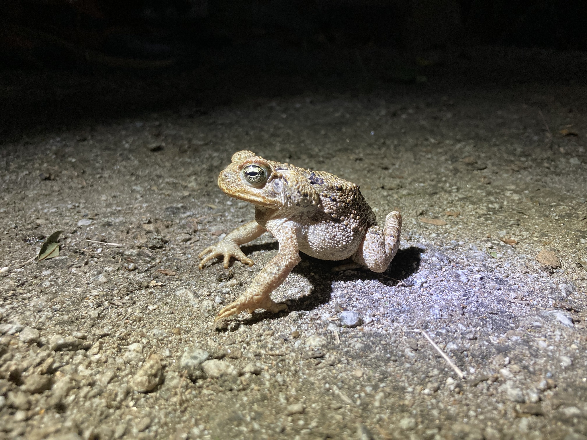 Rhinella horribilis image