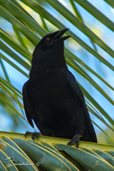 Corvus leucognaphalus