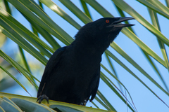 Corvus leucognaphalus