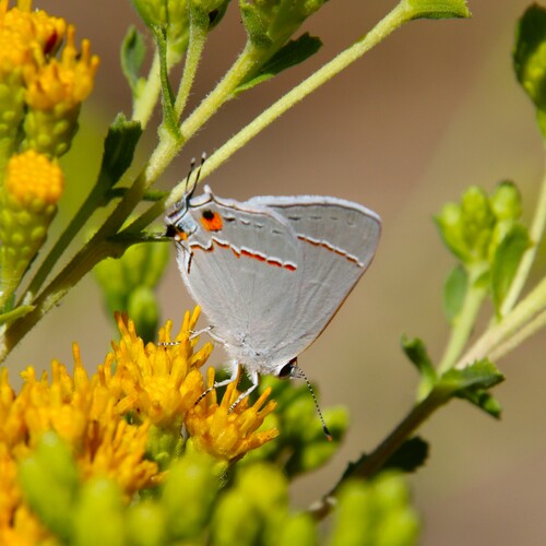 iNaturalist observation photo of Gray Hairstreak