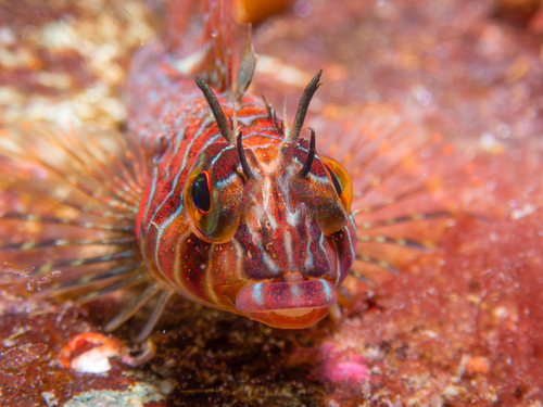 Langvin-donderpad (Jordania zonope) — Cottidae — 2