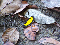 Xanthyris flaveolata