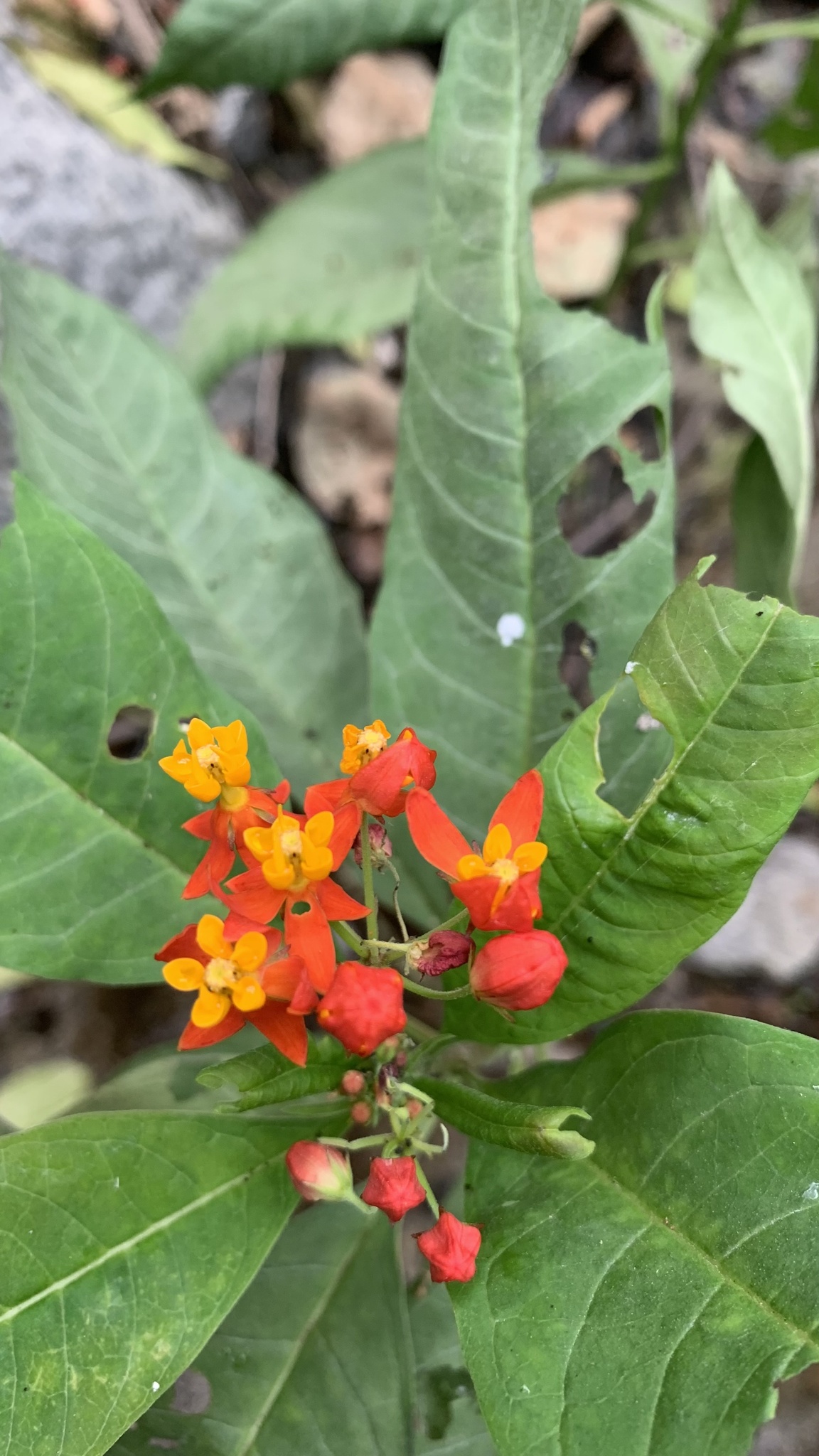 Asclepias curassavica image