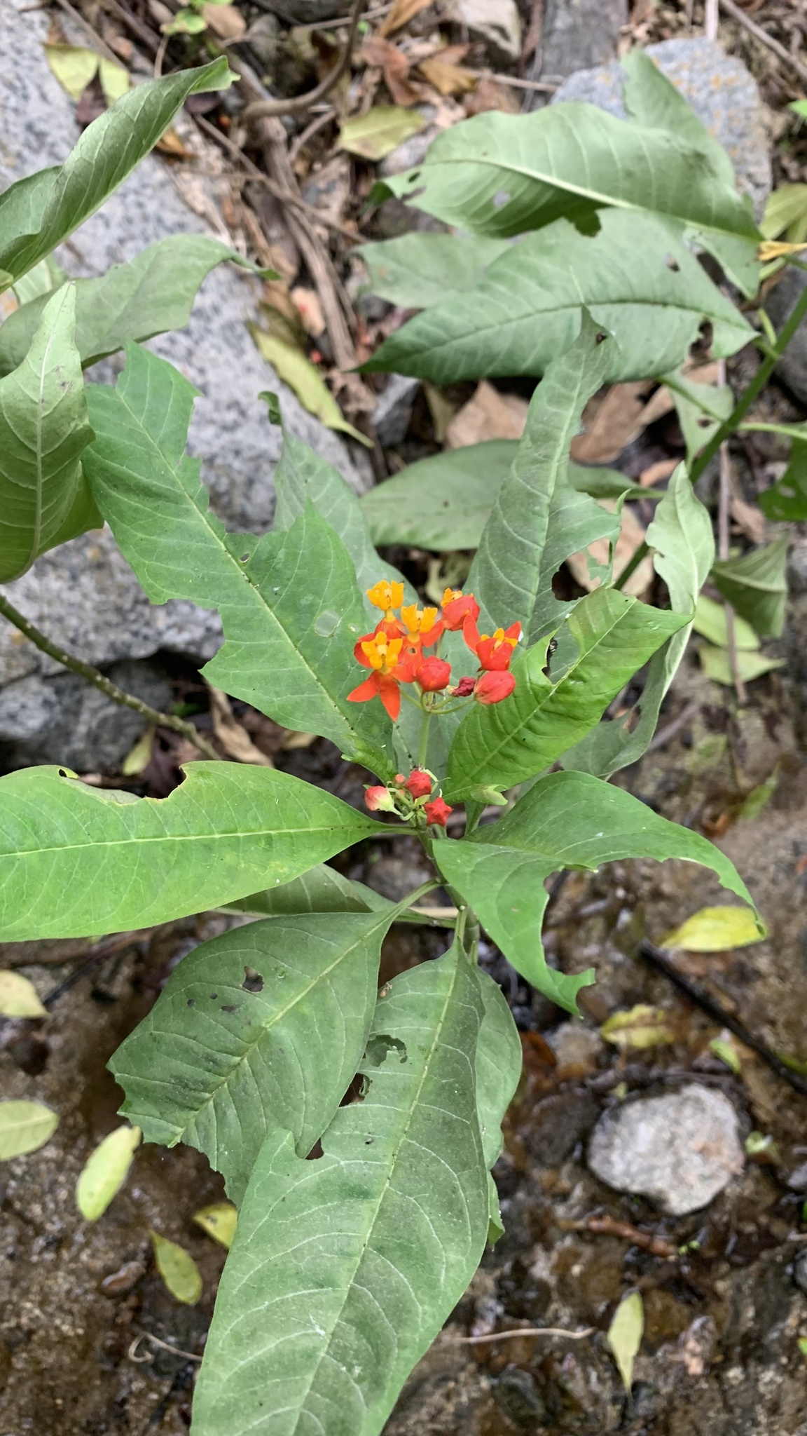 Asclepias curassavica image