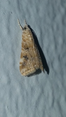 Hellula