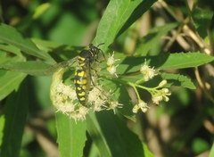 Stictia