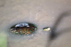 Trachemys nebulosa hiltoni