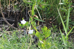 Rhabdadenia biflora