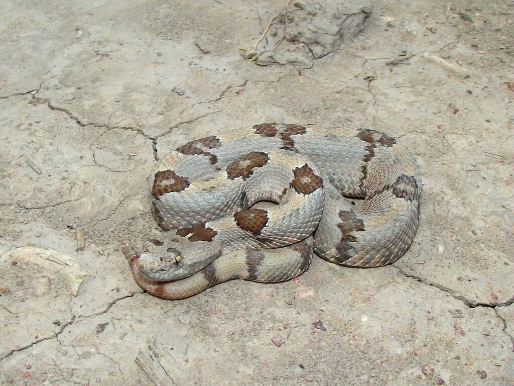 Patternless Rock Rattlesnake Rock Rattlesnake from Pinos, Zac., México on September 8, 2019 at 05:22 ...