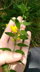 Aureolaria virginica