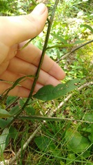 Aureolaria virginica