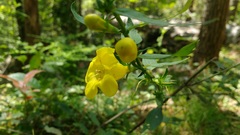 Aureolaria virginica