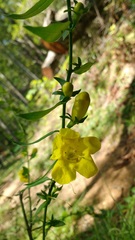 Aureolaria virginica