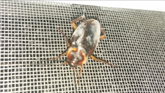 Periplaneta americana