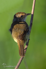 Euscarthmus meloryphus