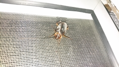 Periplaneta americana