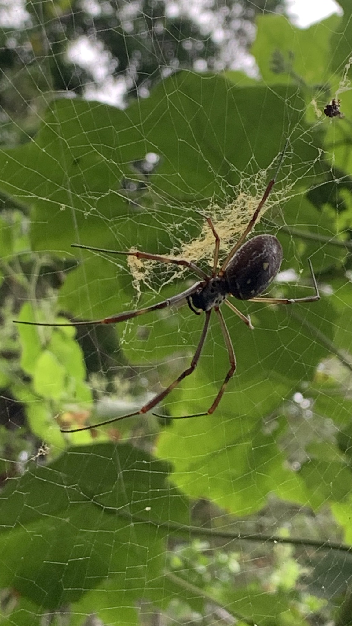 Trichonephila clavipes image