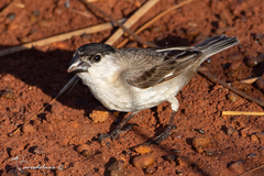 Sporophila pileata