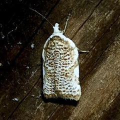 Acleris cervinana