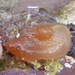 Orange-tipped Sea Squirt - Photo (c) Dave Holland, some rights reserved (CC BY-NC), uploaded by Dave Holland