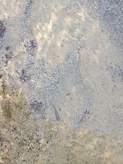 Cyprinodontidae