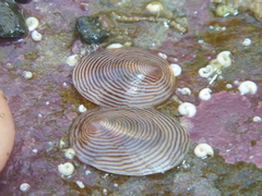 Atalacmea multilinea