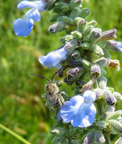 Blue Sage Longhorn Bee