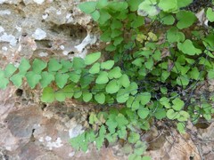 Adiantum deltoideum