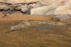 Crocodylus johnstoni