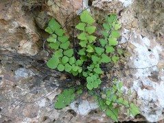 Adiantum deltoideum